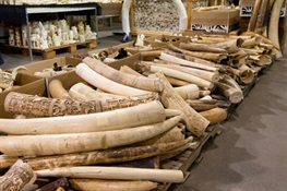 Ban on Wildlife Trafficking, Ivory Sales Passes Hawaii Legislature